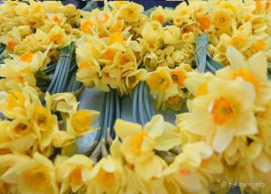 2023 03 25 dan narcisa 12