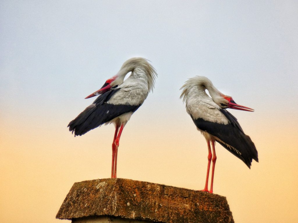 volim svoju zupaniju