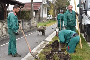 2024 02 29 sadnja stabala gudovac 30