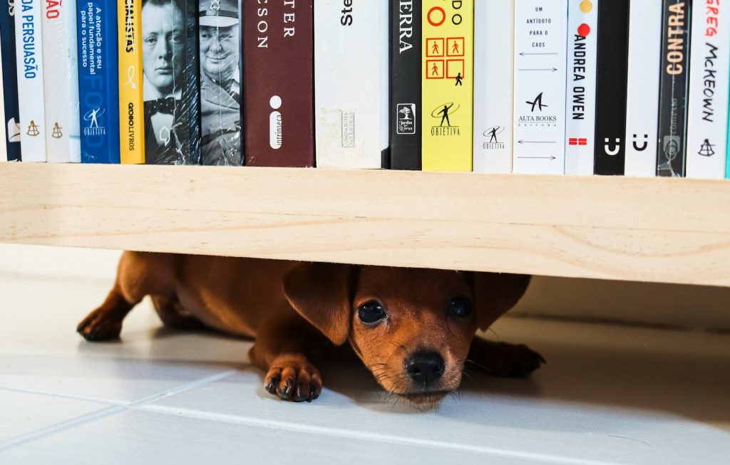 thiago japyassu voOEyMwr940 unsplash