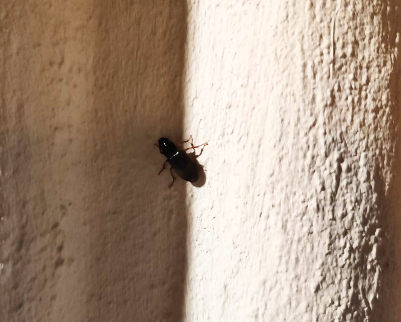 Ljudi u županiji se žale na najezdu trčkova. Evo što sve morate znati o njima trckovi