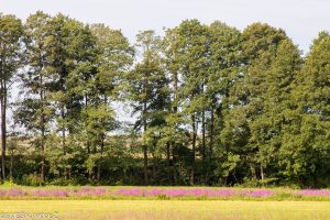 2024 08 19 zeljko smesnjak 4