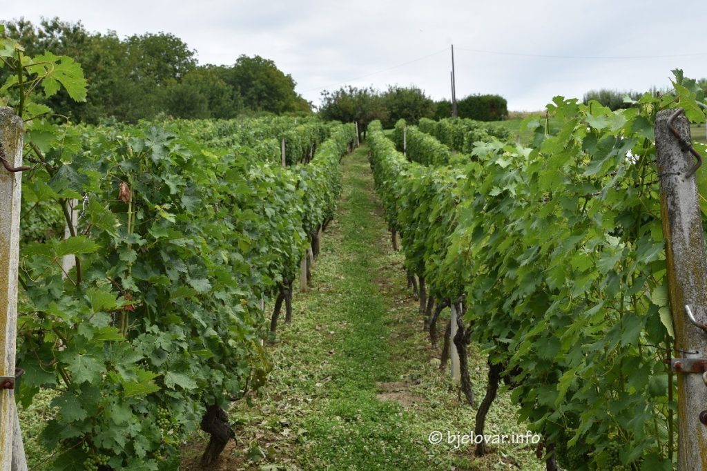 2024 07 02 vinogradi 6