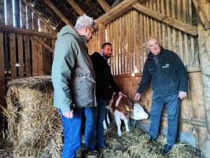 potpore u poljoprivredi krave galin 2