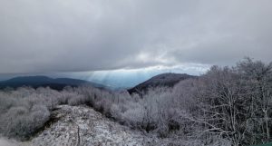 udruga lipa japetic 3