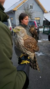 2025 01 11 sokolarskisusret 4