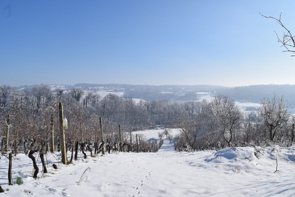 vincekovo daruvar