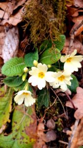 2025 02 20 udruga lipa garesnica 1