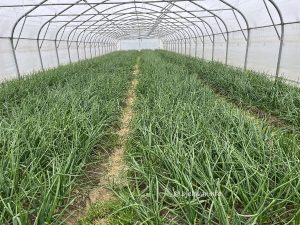 2025 04 08 opg bobinac 1