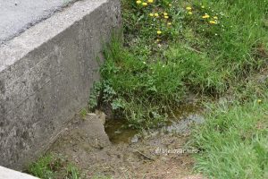 2025 04 17 stancici 11