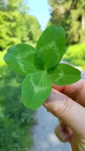 2025 06 10 lipa garesnica 6