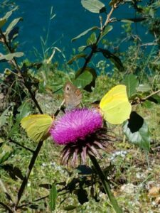 viber slika 2025 06 01 22 03 07 777