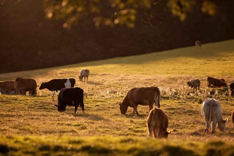 Ažurirani podaci o bedrenici: Hrvatski veterinarski institut objavio novo izvješće zaključno s 30. srpnja pojava bedrenice