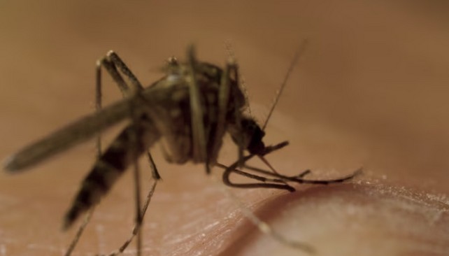 Svjetski dan komaraca – podsjetnik na opasnosti i važnost prevencije 2025 08 18 130755