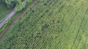 2025 08 20 divlje svinje 1