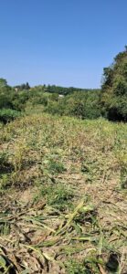 2025 08 20 divlje svinje 3