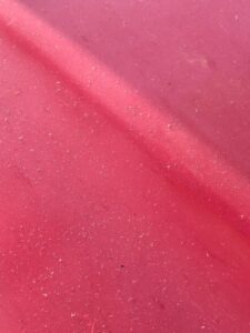 2025 09 04 buvljak 11