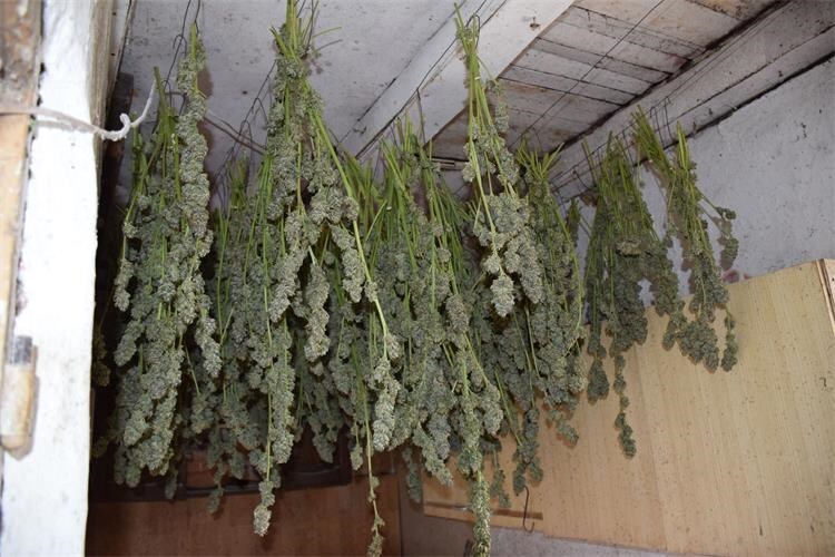 Čazma u šoku – policija otkrila plantažu marihuane u obiteljskom dvorištu! marihuana pu bj 1