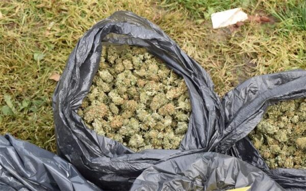 marihuana pu bj 2