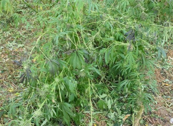 marihuana pu bj 3