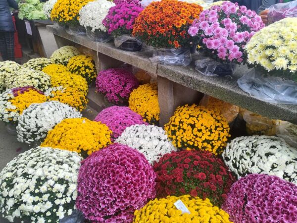 trznica cvijece 2025 1