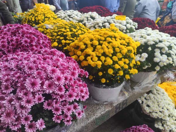 trznica cvijece 2025 3