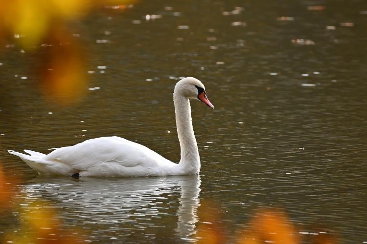 Potvrđena influenca ptica u Koprivničko-križevačkoj županiji mute swan 9232607 1280