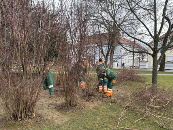 granje orezivanje komunalac bjelovar 1