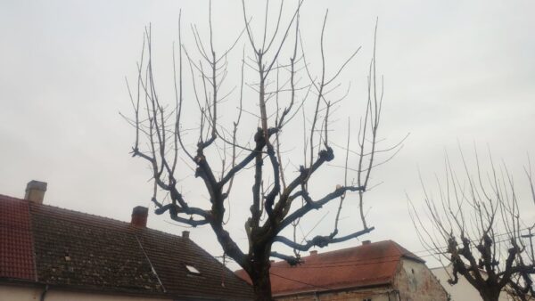 orezivanje drveca granje komunalac 1