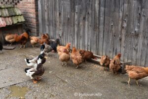 2026 03 31 opg karlovcan 79