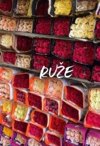 ruze