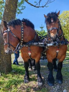 2026 04 25 novaraca 13