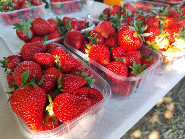 jagode opg franjic 2