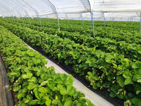 jagode opg franjic 3