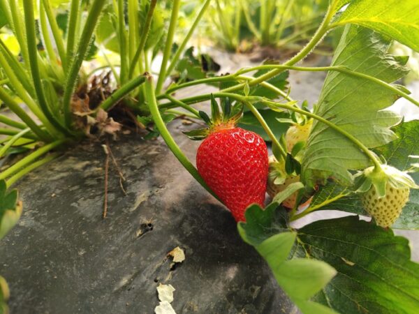 jagode opg franjic 4